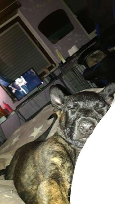 Welpen Bilder !-Beitrag-Bild