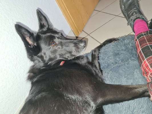 Rhodesian Ridgeback-Beitrag-Bild