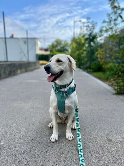 Hundetreffen-Social Walk-Bild