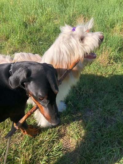 Hundetreffen-Zusammen spazieren gehen und spielen-Bild