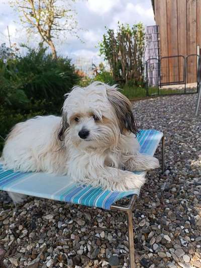 Hunde aus Rumänien-Beitrag-Bild