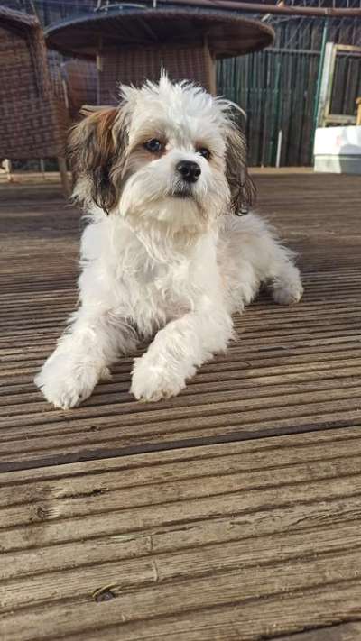 TierschutzhundeStammtisch🐕-Beitrag-Bild