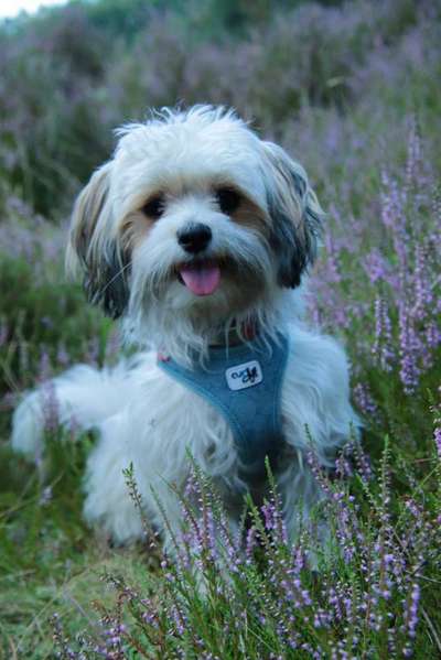 TierschutzhundeStammtisch🐕-Beitrag-Bild