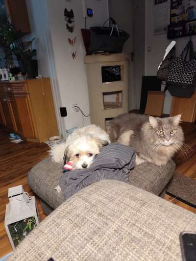 TierschutzhundeStammtisch🐕-Beitrag-Bild