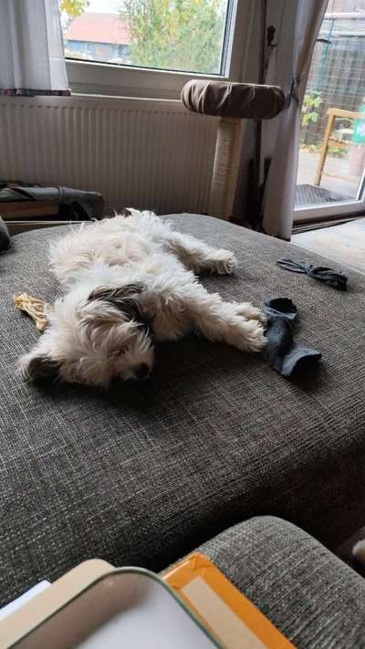 TierschutzhundeStammtisch🐕-Beitrag-Bild