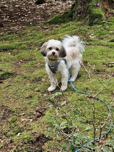 Bauchgefühl bei der Hundewahl?-Beitrag-Bild