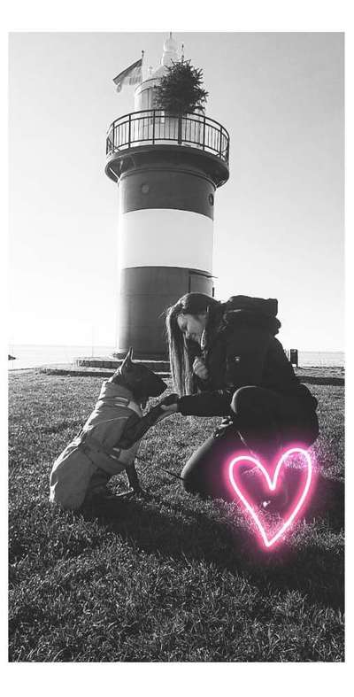 Miniatur Bull Terrier-Beitrag-Bild