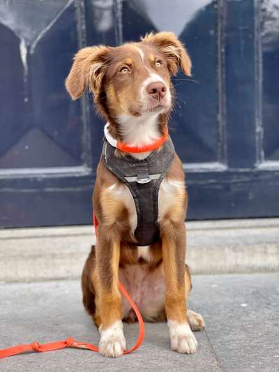 Labradorfans-Beitrag-Bild