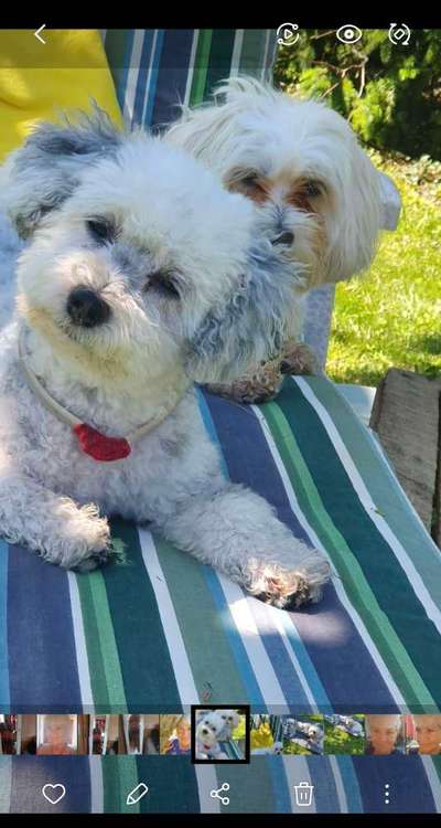 Bilder Hund und andere Tiere-Beitrag-Bild