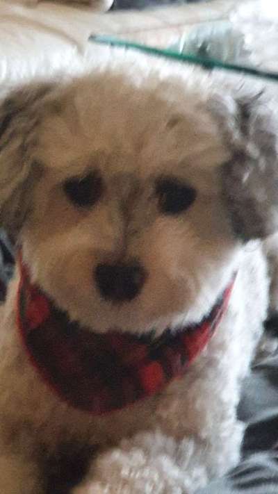 Die besten Hundeblicke 🐾❤️-Beitrag-Bild