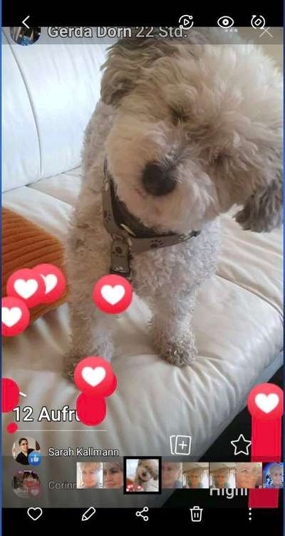 Zeigt mir die tollste Nahaufnahme von eurer Fellnase-Beitrag-Bild