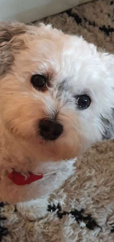 Zeigt mir die tollste Nahaufnahme von eurer Fellnase-Beitrag-Bild