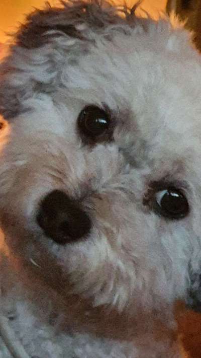 Zeigt mir die tollste Nahaufnahme von eurer Fellnase-Beitrag-Bild