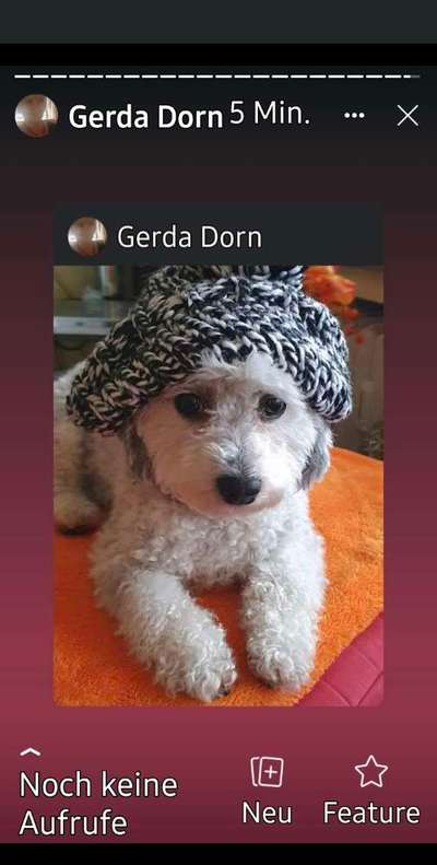 Die Dogorama Kalender Challenge Titelbild-Beitrag-Bild