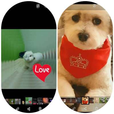 Welpenfotos-Beitrag-Bild