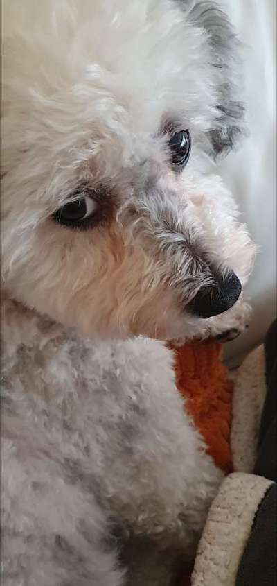 Zeigt mir die tollste Nahaufnahme von eurer Fellnase-Beitrag-Bild