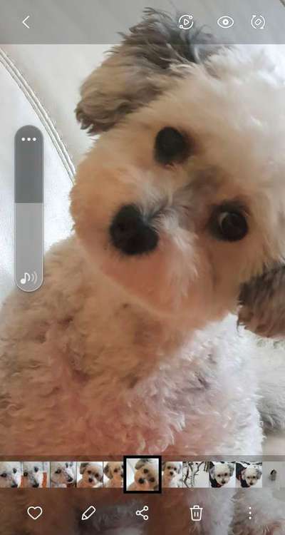 Die Dogorama Kalender Challenge Teil 3/4-Beitrag-Bild