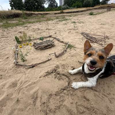 Hundetreffen-Jack Russel Treff-Bild