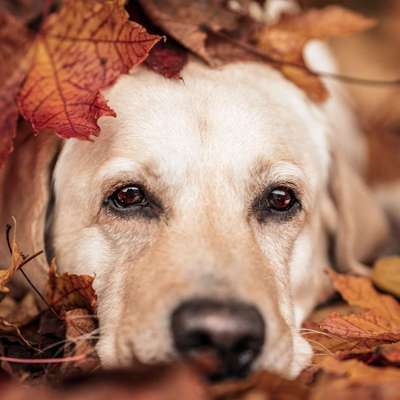 Tierfotografen-Ramona Rathjen Fotodesign-Bild