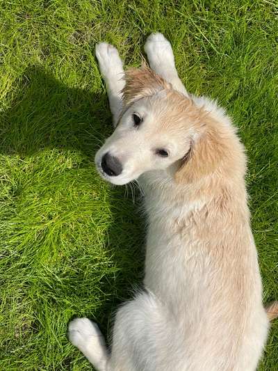 Hundetreffen-Spielfreund für Goldi Welpe gesucht…. Bester Kumpel wo bist du?-Bild