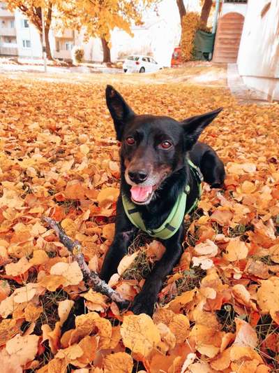 Mischlingshunde Foto Aufruf-Beitrag-Bild