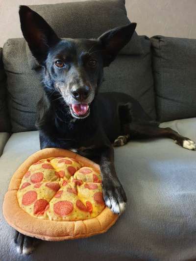 Mischlingshunde Foto Aufruf-Beitrag-Bild