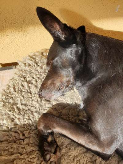 Wie lange sollte ein Hund alleine bleiben?-Beitrag-Bild