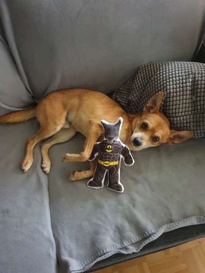 Hund aus dem Spanischen Tierschutz-Beitrag-Bild