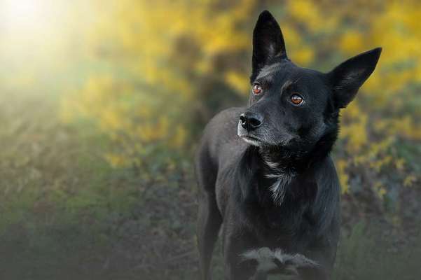 Mischlingshunde Foto Aufruf-Beitrag-Bild