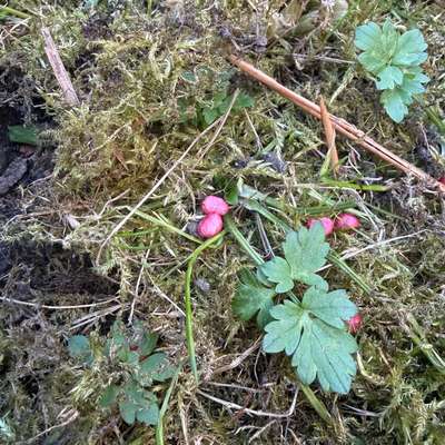 Giftköder-Rattengift-Bild