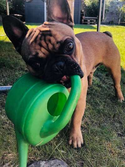 Zeigt mal die schönsten Bilder von euren Hunden !-Beitrag-Bild