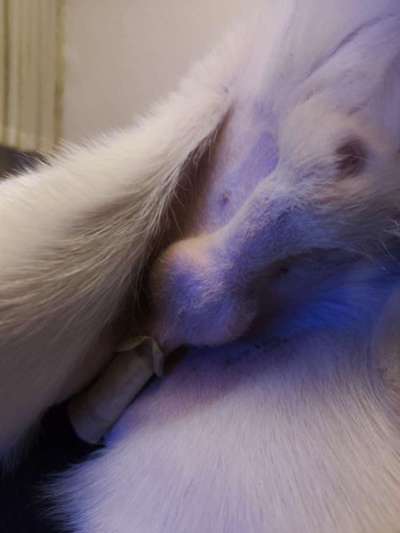 Schwellung nach kastration-Beitrag-Bild