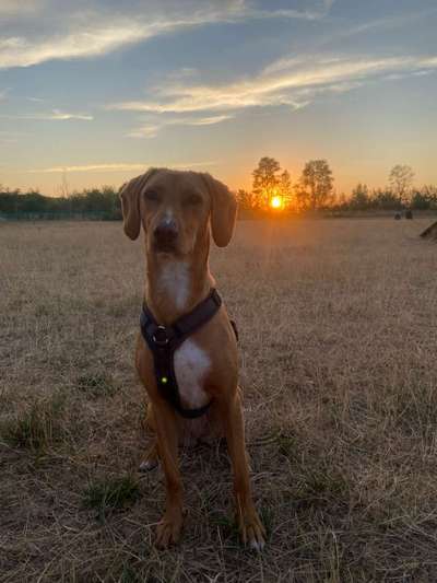 Auslandstierschutz-Beitrag-Bild