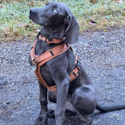 Hundetreffen-Welpen Mädchen sucht-Bild