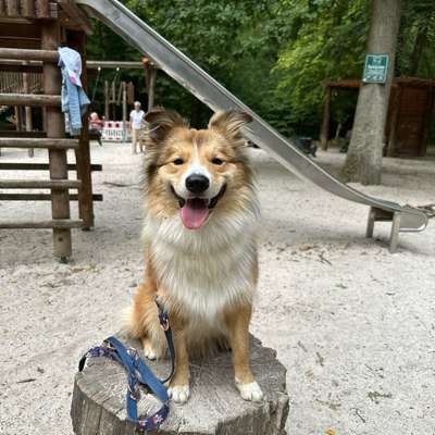Hundetreffen-Gemeinsame Spaziergänge für aktiven Hund gesucht ❤️-Bild