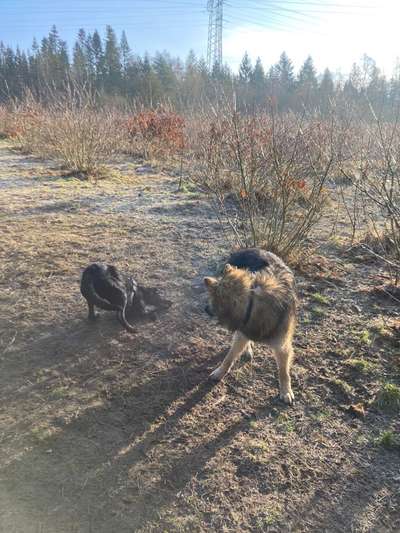 Hundeauslaufgebiet-Am Rugenberg-Bild