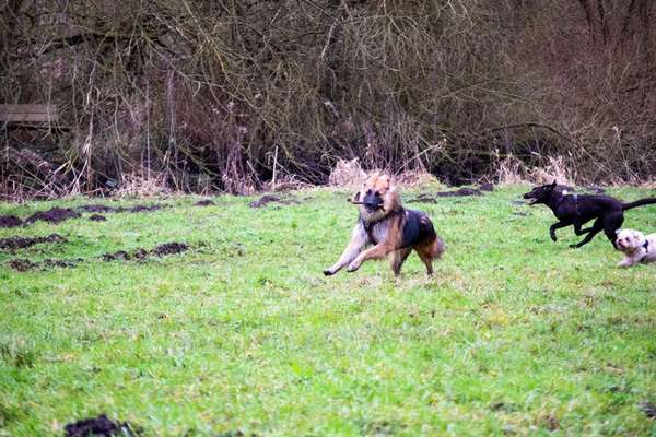 Hundeauslaufgebiet-Riesebusch/Bad Schwartau-Bild