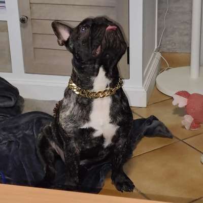 Dogorama Photo Challenge - Hundeblick zum hinschmelzen-Beitrag-Bild