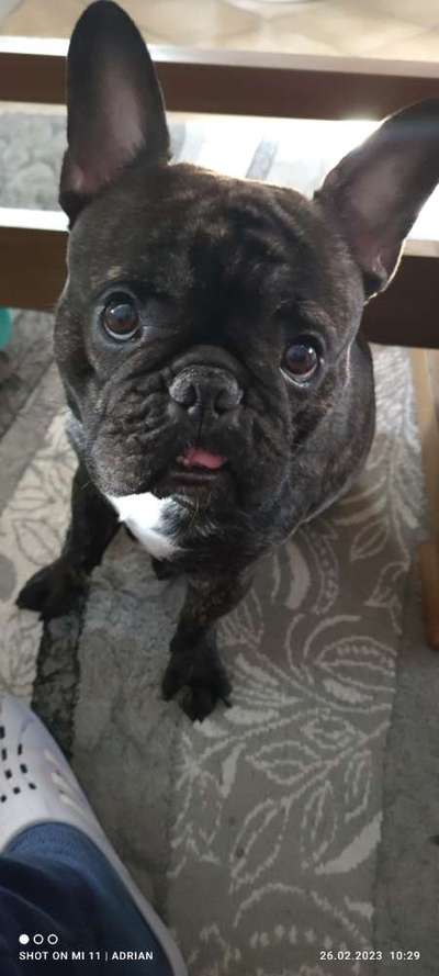 Fotochallenge NR. 123     -Karneval der Tiere--Beitrag-Bild