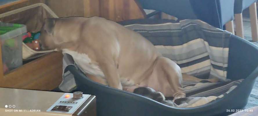 Fotochallenge NR. 123     -Karneval der Tiere--Beitrag-Bild