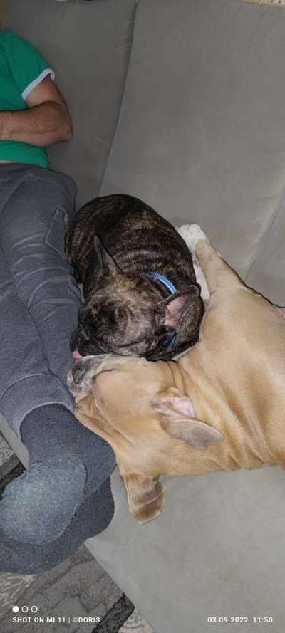 98.Fotochallange  - Hunde zeigen Zuneigung-Beitrag-Bild