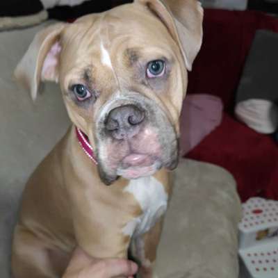 Dogorama Photo Challenge - Hundeblick zum hinschmelzen-Beitrag-Bild