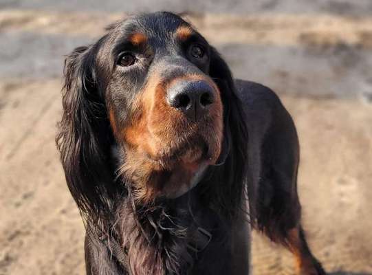 Gordon Setter-Beitrag-Bild