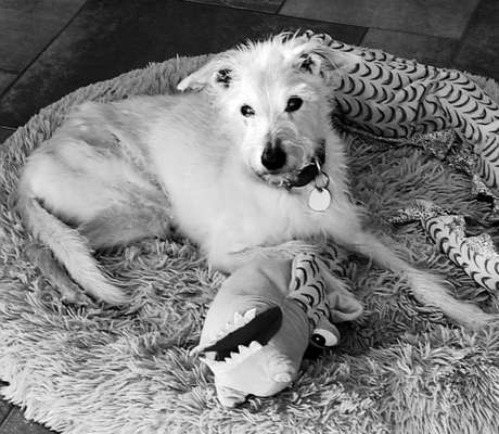 Unsere Fellnasen im Regenbogenland-Beitrag-Bild