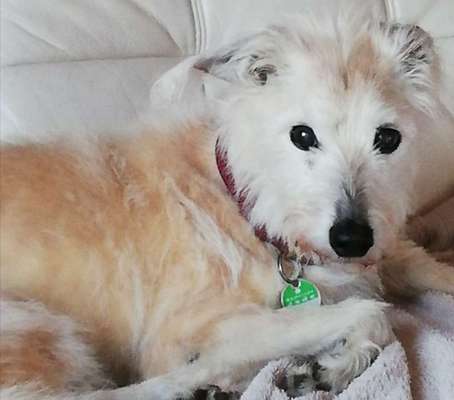 Fotochallenge Nr. 56 - geliebte Senioren-Beitrag-Bild