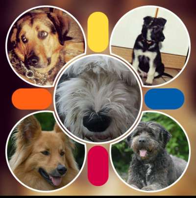 Welche Rasse? Und warum?-Beitrag-Bild