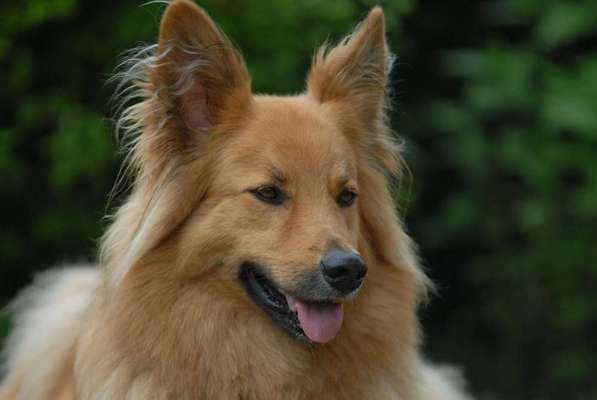 Harzer Fuchs-Beitrag-Bild