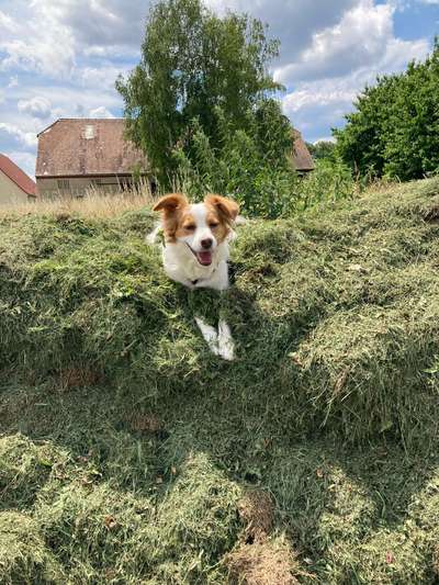 Auslandstierschutz-Beitrag-Bild