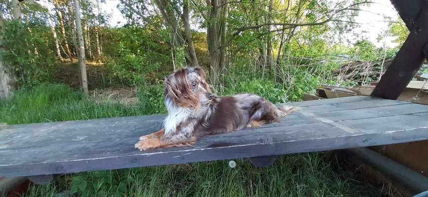 wo sind die Dackelfreunde-Beitrag-Bild