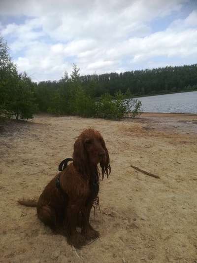 Radfahren mit Hund-Beitrag-Bild